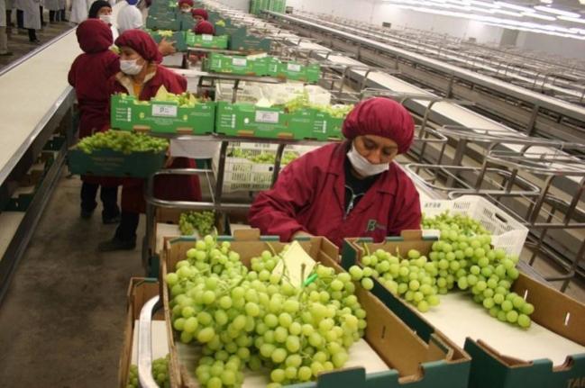 Exportación peruana de uva de mesa está por llegar al pico de la campaña 2023/2024
